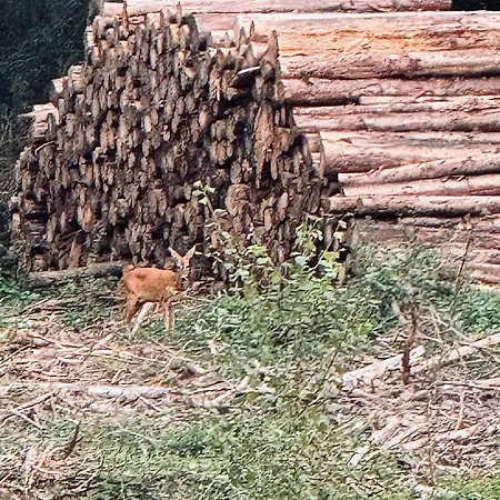 La Clairiere - Erezee- 3 Bedroom シャレー Érezée